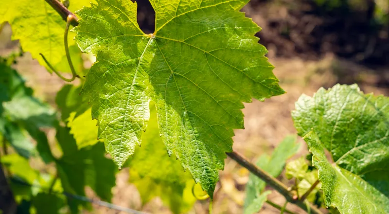 Feuilles de Pinot Noir sur les vignes du Domaine d'Aubigny en Côte Chalonnaise