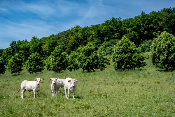Vaches au Domaine d'Aubigny, métairie en agriculture biologique, Aluze