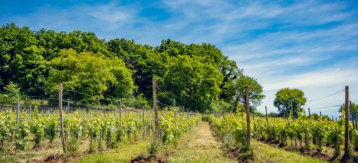 Vignes du Domaine d'Aubigny en Bourgogne, agriculture biologique