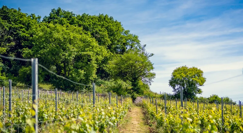 Vignoble de la Côte Chalonnaise au Domaine d'Aubigny, Aluze, Bourgogne